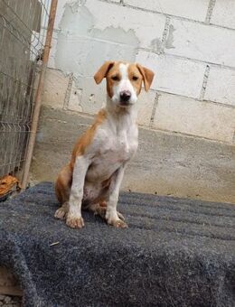 Lua - Hundemädchen sucht seine Familie - Spenge