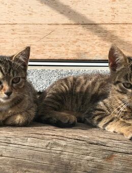 Junge Hauskatzen suchen neue Dosenöffner - Löbau