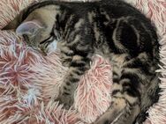 Supersüße Katzenbabys suchen ein neues Zuhause - Grolsheim