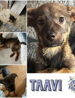 TAAVI * lustiger Wirbelwind - Duisburg