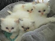 4 süße Perserkatzenbabys suchen ein neues Zuhause - Halle (Saale)