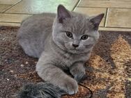 Süßer BKH Kater lilac in liebevolle Hände abzugeben Britisch Kurzhaar - Bringservice - Dingelstädt