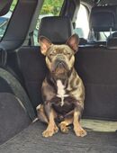 Französische Bulldogge Deckrüde in 46045