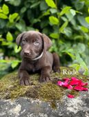 Wunderschöne braune Labrador Welpen, sind auszugsbereit in 34513