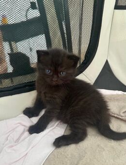 Bkh mix Kitten - Köln