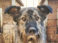 ViTO-freundlicher Rüde 4 Jahre-55cm - Rösrath