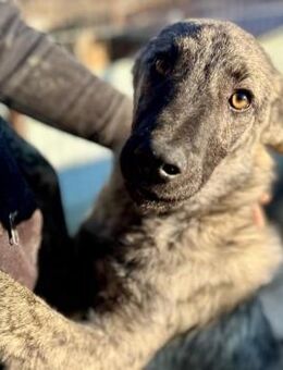 wunderschöner PHÖNIX ~ aus der Asche - Duisburg