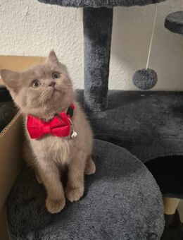 Bkh kitten Britisch-Kurzhaar-Kitten - Duisburg