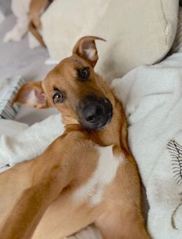 ERWIN - vom schüchternen Entdecker zum t - Algermissen