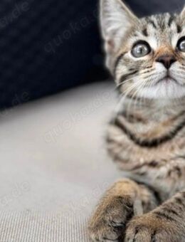 💙 Unser kleiner Kater sucht ein liebevolles Zuhause! - Bonn