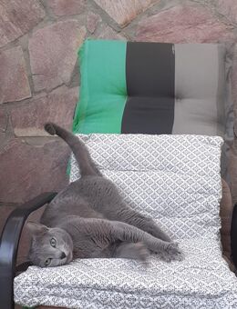 Junger Russisch Blau Kater zu verkaufen - Weisenbach