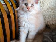 Zauberhafte Maine Coon Kitten - Remagen