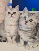 BKH Kitten Kätzchen Babykatze Männchen in 32657