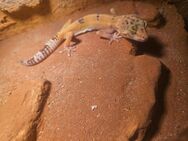 6 Geckos inkl. Terrarium - Rastede