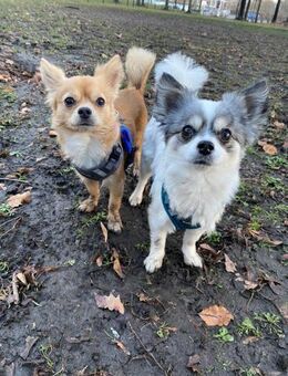 Oswin&Carlson suchen gemeinsames Glück - Chemnitz