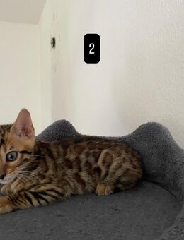Reinrassige Bengal Kitten mit traumhaften Rosetten - Braunschweig