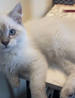 Weibliches Ragdoll-Kätzchen - Hennef (Sieg)