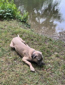 Cane Corso in liebevolle Hände abzugeben - Kehl