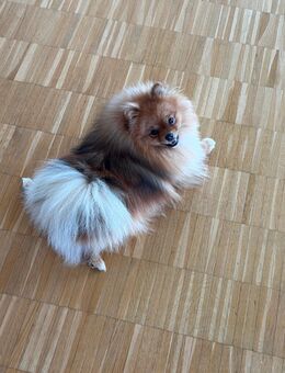 Premium Pomeranian Hündin mit Ahnentafel - 1 Jahr alt - Hannover