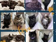 Zauberhafte reinrassige Maine Coon Kitten suchen liebevolles Zuhause - Berlin