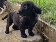 Kuschelfellchen Dipsy - Tholey