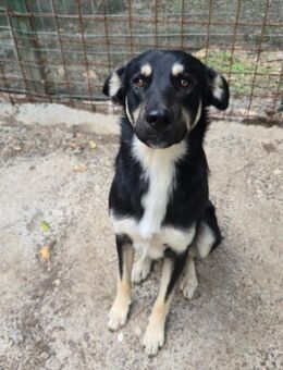 Igor - ein super Kumpel - Grevenbroich