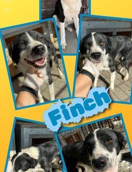 Toller Finch auf Körbchensuche! - Nürnberg