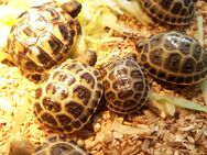 Russische Schildkröten - Kühlenthal