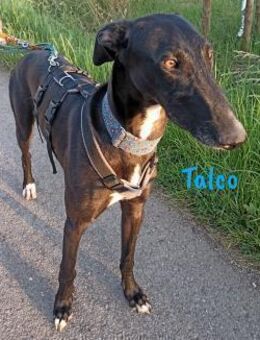 Talco liebenswerter junger Galgo 6/24 DE - Ruppertsecken
