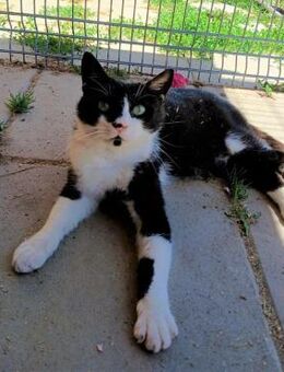 🐾Sanfter Oliver sucht Zuhause🐾 - Eislingen (Fils)