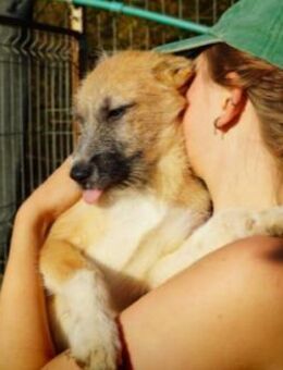 zauberhafter Junghund Fox - Kallmünz