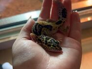 Leopardgeckos suchen dringend neues Zuhause! - Langenau