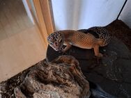 Leopardgecko sucht neues Zuhause - Edemissen