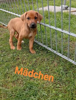 Rhodesian Ridgeback Welpen (noch 2 Mädels und 2 Kerlchen) - Oberrot
