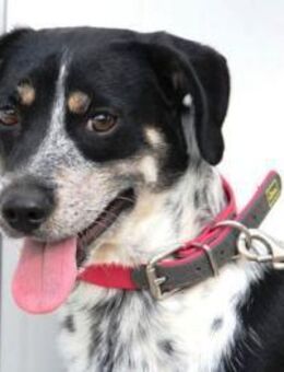 Terrence braucht noch etwas Mut - Karben