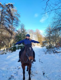 Wunderschönes Karakachen Pferd zu verkaufen!!! - Wangen (Allgäu)