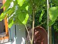 CATALPA STAMM in 36093