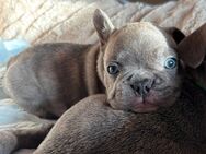8 Reinrassige Französische Bulldoggen Welpen Schoko Blue Black Brindle - Plößberg