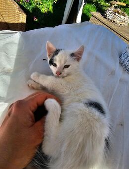 1 Weibliches Kätzchen Kitten sucht neues Zuhause - Kirchheim (Teck)
