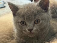 British Shorthair - Augsburg