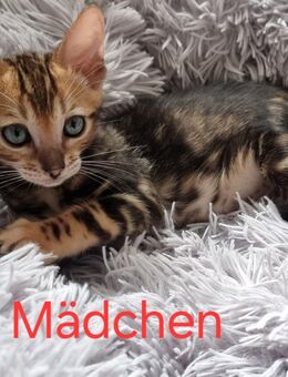 Bengalkitten Marbled - Frankfurt (Main) Nied