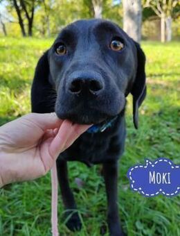 Moki ein schwarzer Engel - Flörsheim-Dalsheim
