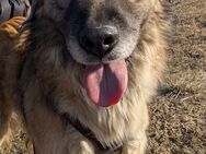 Caleb -sucht ein liebevolles Zuhause - Blankenheim (Nordrhein-Westfalen)
