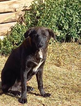 Tic - Paten gesucht - Weilmünster