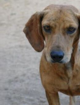 Dabi sucht ihr Zuhause - Neuss