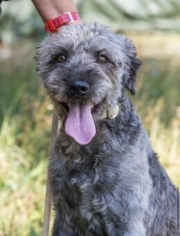 Ubul SI verdient die Chance - Neustadt (Rübenberge)