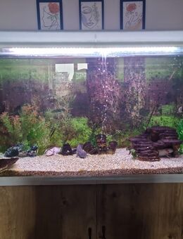 Aquarium mit Unterschrank, Komplettset, mit 4 Axolotl - Hückelhoven