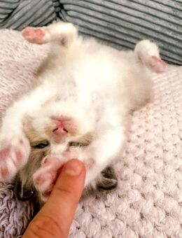 Nur noch 2 zauberhafte Ragdoll ähnl. Heilige Birma Kitten! Katzenbabys / Babykatze - Neu Wulmstorf