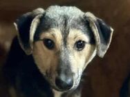 Noyla ist ein zartes Seelchen 🐾 - Elsdorf (Nordrhein-Westfalen)