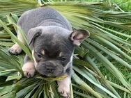 Sportliche Franz Bulldoggen Welpen - Altenberge